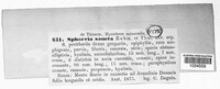 Sphaeria sancta image